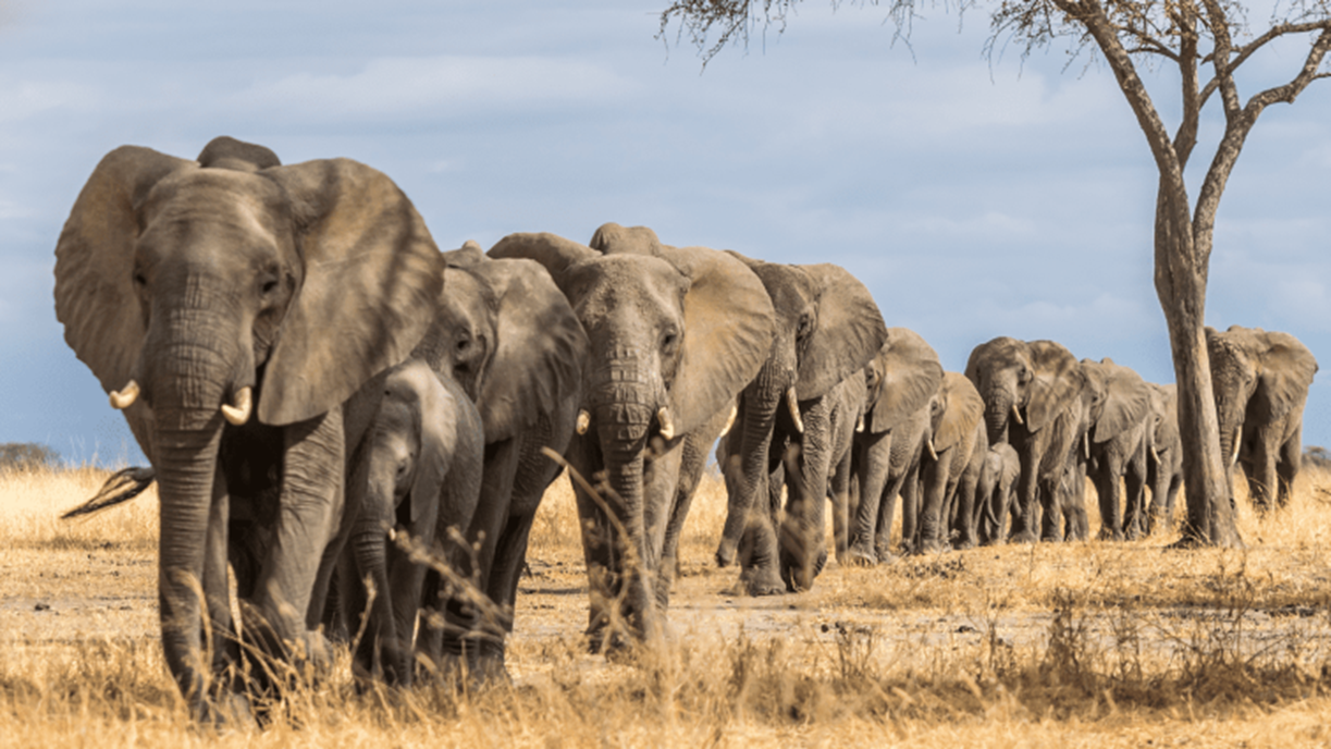 A herd of African elephants on the savanna at sunset